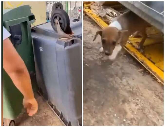 Recipiente donde se encontró al cachorro/TA.